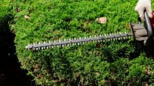 Hedges Ballygarvan County Cork